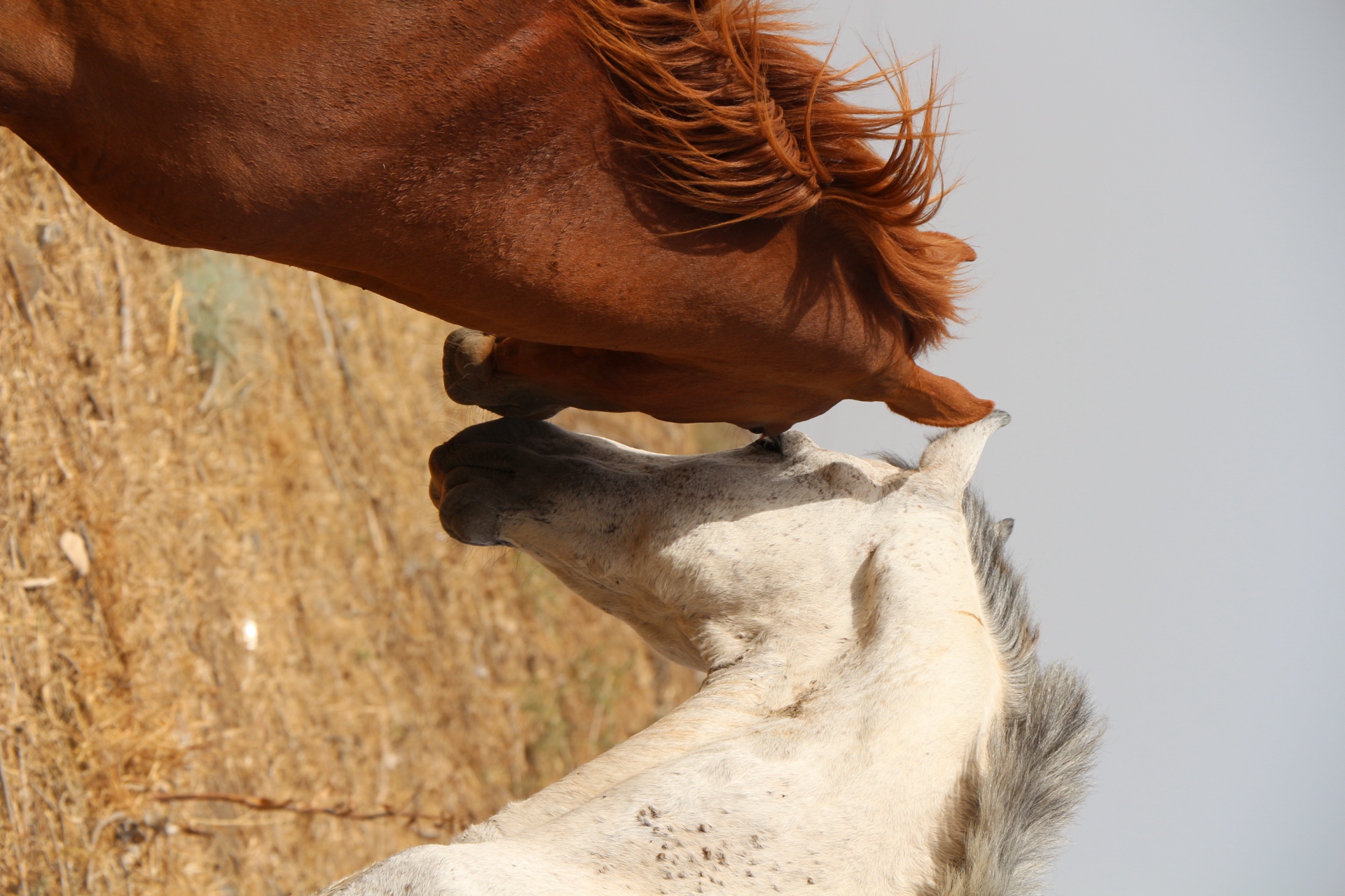 Chen Izicovich — Photography